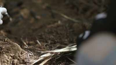I've seen
several men back there. - Buried In The Backyard