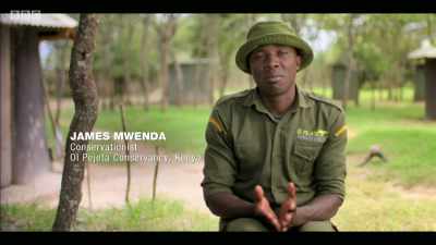 I've seen these beautiful rhinos - Extinction: The Facts