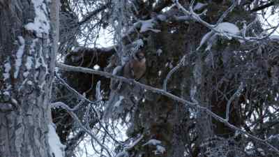I'VE THOUGHT TO MYSELF,
YOU KNOW, - The Last Alaskans