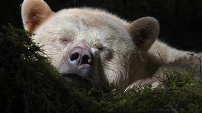 I've had thousand-pound bears
sleep against my tripod, - Photographer