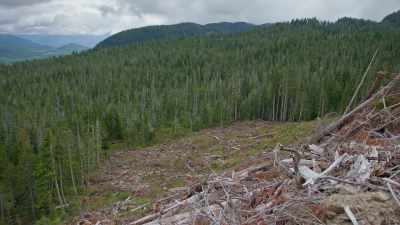 I've walked into stands
we planted 43 years ago, - Trees and Other Entanglements