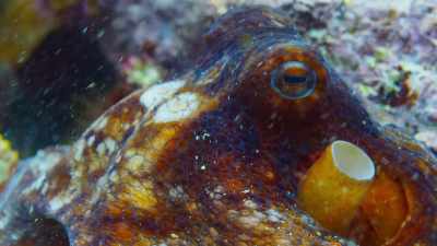I've watched this octopus
for many months, - Blue Planet II