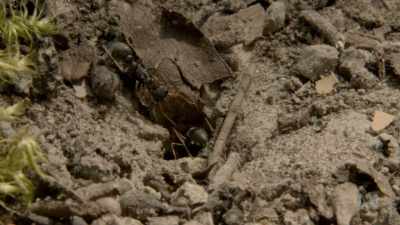 Jack jumper ants are
particularly abundant - David Attenborough's Tasmania