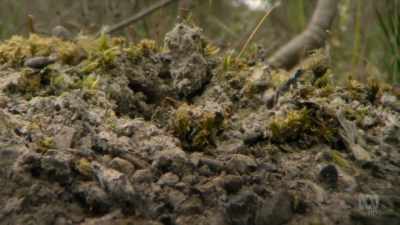 Jack jumpers evolved on
the ancient Gondwanan supercontinent. - David Attenborough's Tasmania