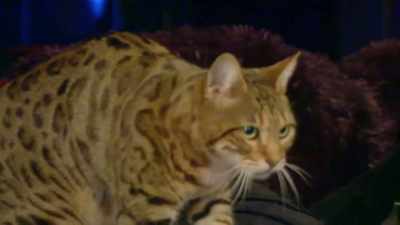 [Jack] Yeah.
Tiger Lilly the cat. - The Osbournes Want to Believe