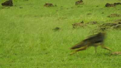 JACKALS BARK - Serengeti