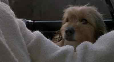 [Jackie] Don't you come making up to me.
I don't like dogs that bite. - Oh Heavenly Dog