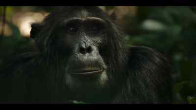 Jackson has been in charge
for six years now. - Chimp Empire