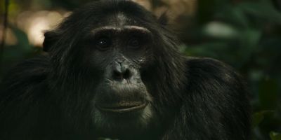 Jackson has been in charge for six years now. - Chimp Empire