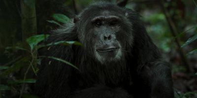 Jackson has been on his own for a while. - Chimp Empire