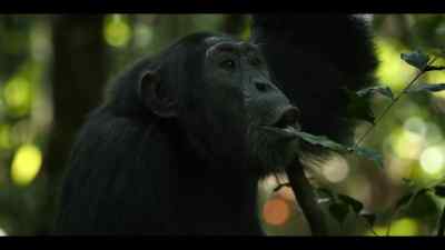 Jackson has been sent running - Chimp Empire
