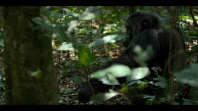 Jackson is making his move. - Chimp Empire