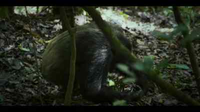 Jackson managed to escape. - Chimp Empire