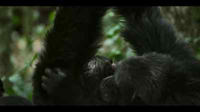 Jackson and Miles share a tight bond... - Chimp Empire