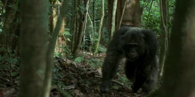 Jackson shows no fear. - Chimp Empire
