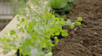 [Jamila] I'll do
cilantro here, dill, chives - Homegrown