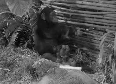 Jane! Jane! - Tarzan and the Amazons