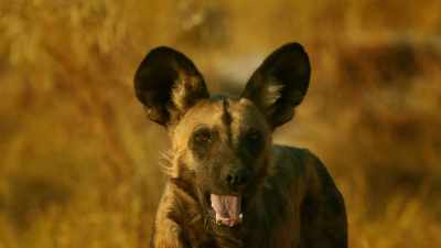 Jasari brought his family here - Serengeti