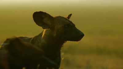Jasari may have defeated Zalika
before, but this time, - Serengeti