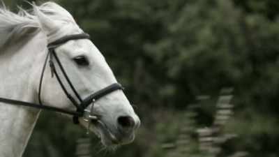 JASON SILVA: MESSENGERS
ON HORSEBACK WERE CRITICAL - Origins: The Journey of Humankind