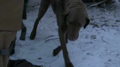 Java, you'’re gonna have
to stay here, buddy. - Life Below Zero: Next Generation