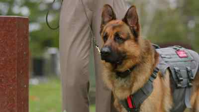 [Jazz] I'm sure
Robert is very nice. - Jazz Ramsey: A K-9 Mystery