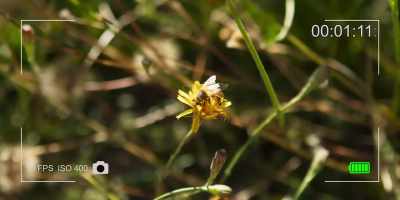 Je vais... t'appeler
Arthur l'Abeille. - The Beehive