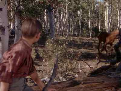 Jeepers, if I could ever
have a colt like that. - My Friend Flicka