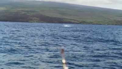 [jeff] this fish might not be
a valuable fish for barry, - Deadliest Catch: Bloodline