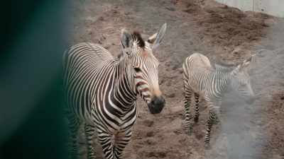 JEFF: He is going to go out
and experience the savanna. - Magic of Disney's Animal Kingdom