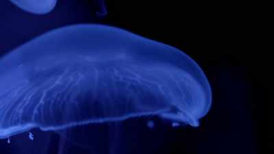 Jellyfish have small
sensors, like hairs. - One Strange Rock