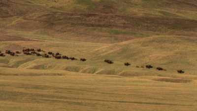 Jenkinson: Until buffalo can
move, more or less, at will, - The American Buffalo