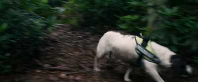 Jennifer!
[Dog barks] - Mandrake