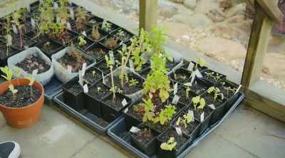 [Jennifer] Right, exactly -
...you'll only be growing mint - Homegrown