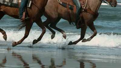 JENNIFER WELLS:
THE HORSE IS ARGUABLY - Origins: The Journey of Humankind