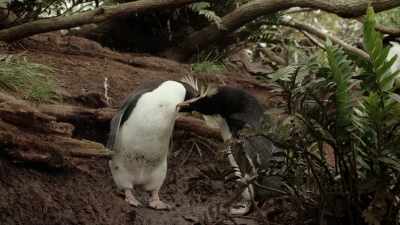 Jerry:
Helen, please, calm down. - When Nature Calls with Helen Mirren