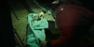JERRY:
Sedated monkeys
will be transported - The Hot Zone