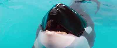 JESSE: Would you like to do some tricks? - Free Willy