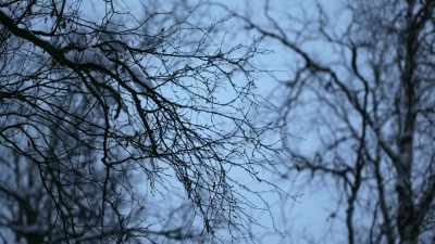 JESSI: The wind is still
hitting the trees and these - Life Below Zero: Next Generation