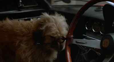 Jesus.
I don't like being cute. - Oh Heavenly Dog