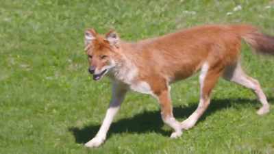 Jetson's not only
the alpha of the pack, - Secrets of the Zoo