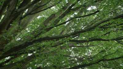 Joan: It really is a tree
that reminds me of Teddy - A Compassionate Spy