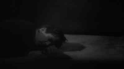 Joan. - The Black Cat