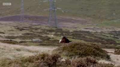 Job done. - Wales: Land of the Wild