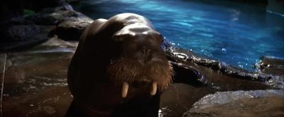 Jocko this is Lucy Lucy this is Jocko - 50 First Dates