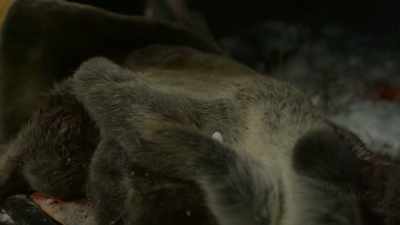 JODY: To see when we get
meat and do it in a good way, - Life Below Zero: First Alaskans