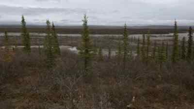 JOE, I GOT A BULL MOOSE.
RIGHT THERE! RIGHT THERE! - The Last Alaskans