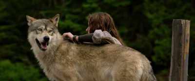 Joe. - The Wolf and the Lion
