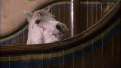 JOE: Uncle John! Uncle John!
Come and see Black Beauty! - Black Beauty