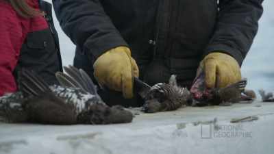 JOEL: Yeah, gonna
cut the skin off here. - Life Below Zero: First Alaskans